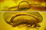 Detailed Fossil Shortwing Beetle (Coleoptera) in Baltic Amber #207514-1
